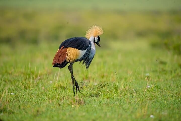 4-Day Kenya Road Trip: Maasai Mara & Lake Nakuru Guided Safari photo 2