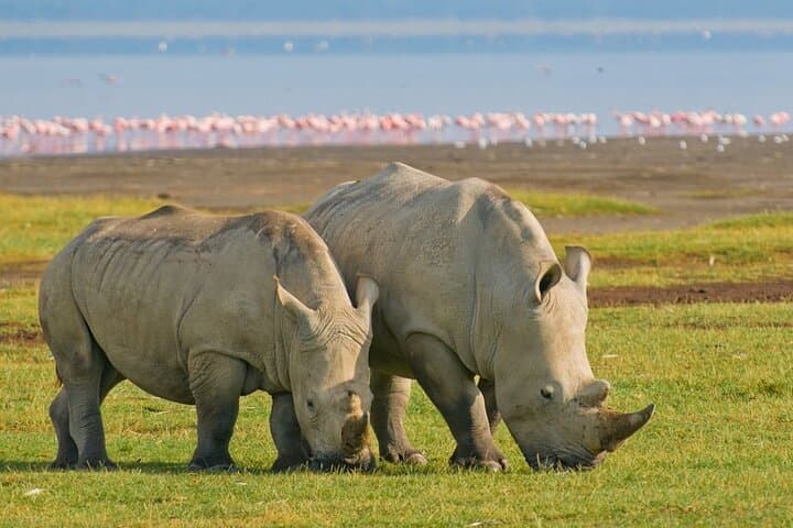 4-Day Kenya Road Trip: Maasai Mara & Lake Nakuru Guided Safari photo 3