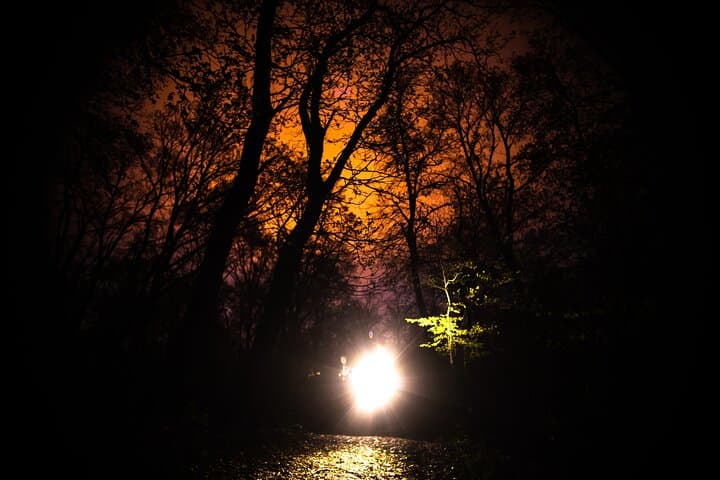 Night Tour in Hoia Baciu Forest: Explore Cluj-Napoca's Mysterious Woods photo 3