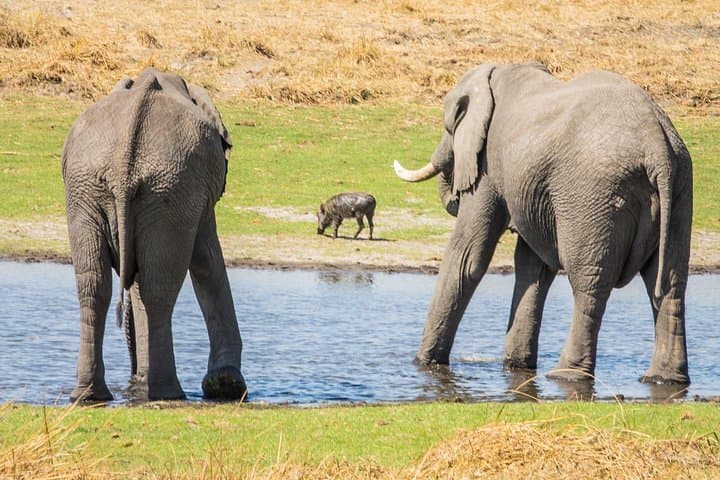 Full-Day Pilanesberg Open-Vehicle Safari from Johannesburg photo 1