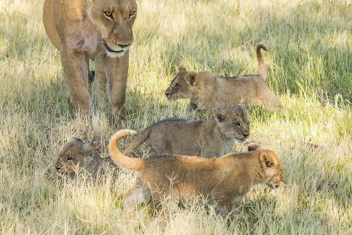 Full-Day Pilanesberg Open-Vehicle Safari from Johannesburg photo 2