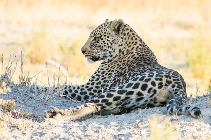 Full-Day Pilanesberg Open-Vehicle Safari from Johannesburg photo 3