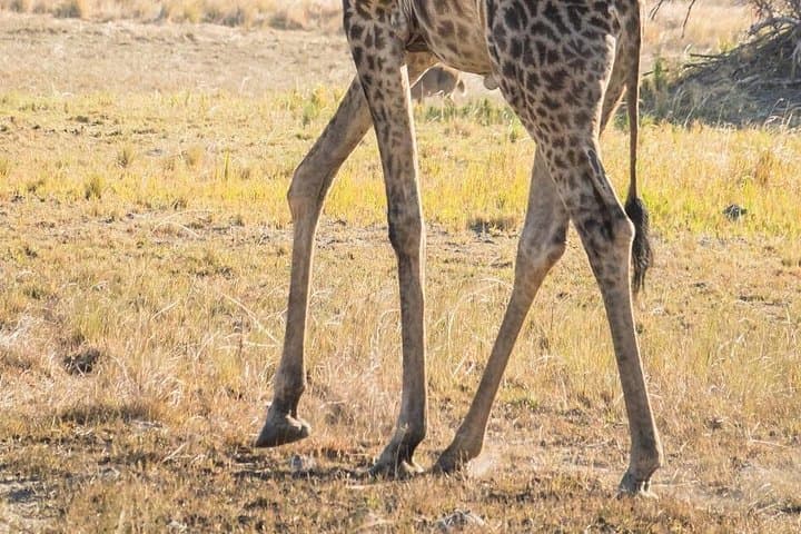 Full-Day Pilanesberg Open-Vehicle Safari from Johannesburg photo 4