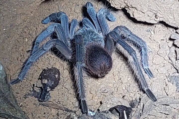 Manzanillo Night Walk: Discover Nocturnal Wildlife in Gandoca-Manzanillo Refuge