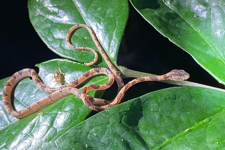 Manzanillo Night Walk: Discover Nocturnal Wildlife in Gandoca-Manzanillo Refuge photo 2