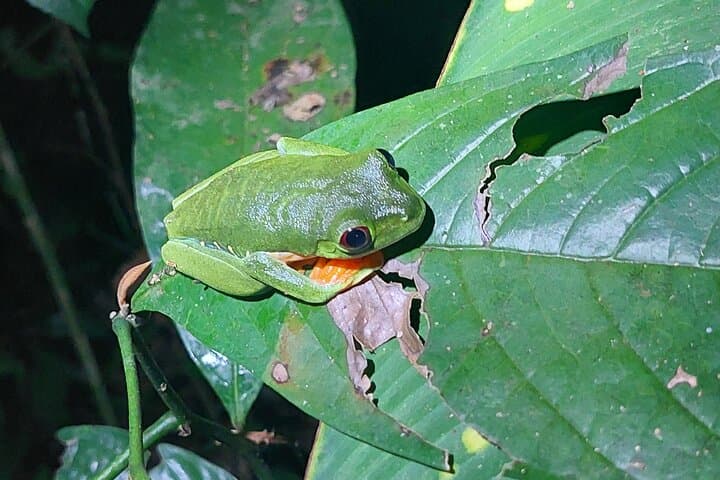 Manzanillo Night Walk: Discover Nocturnal Wildlife in Gandoca-Manzanillo Refuge photo 3