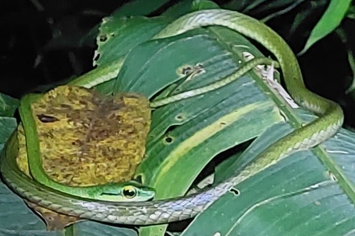 Manzanillo Night Walk: Discover Nocturnal Wildlife in Gandoca-Manzanillo Refuge photo 4