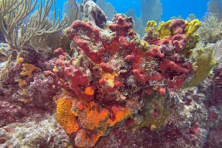 Key Largo Private Fishing & Snorkel Combo with Let It Ride Charters photo 3