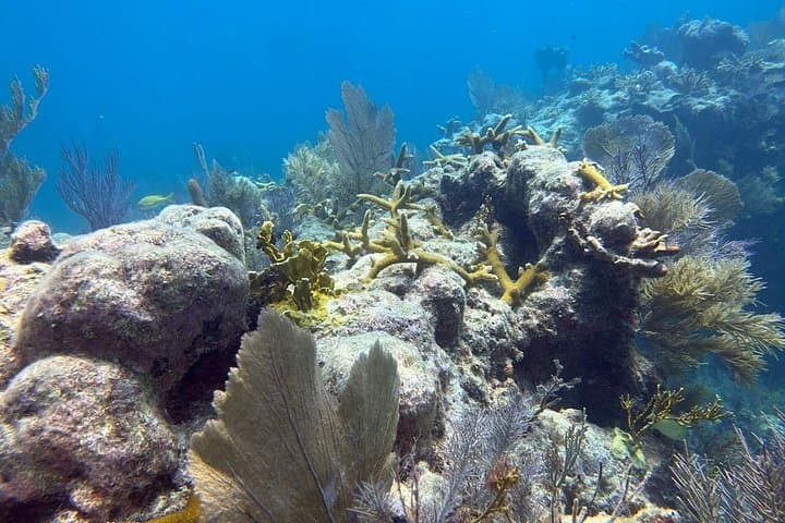 Key Largo Private Fishing & Snorkel Combo with Let It Ride Charters photo 4
