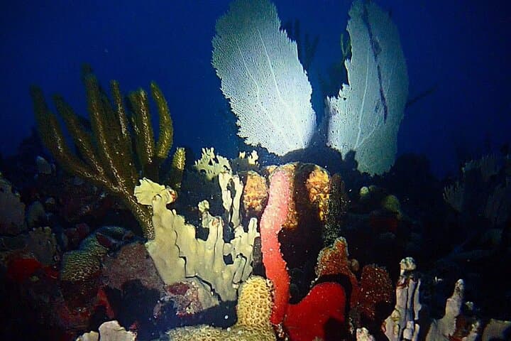 St. Thomas Sunset and Guided Night Snorkel: Marine Life After Dark photo 2