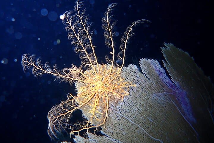 St. Thomas Sunset and Guided Night Snorkel: Marine Life After Dark photo 3