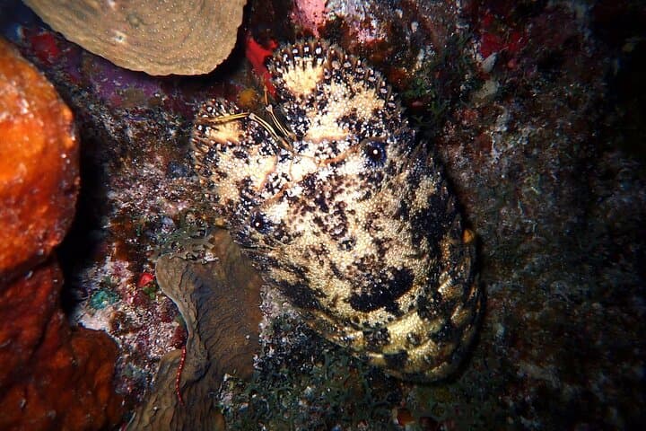 St. Thomas Sunset and Guided Night Snorkel: Marine Life After Dark photo 5