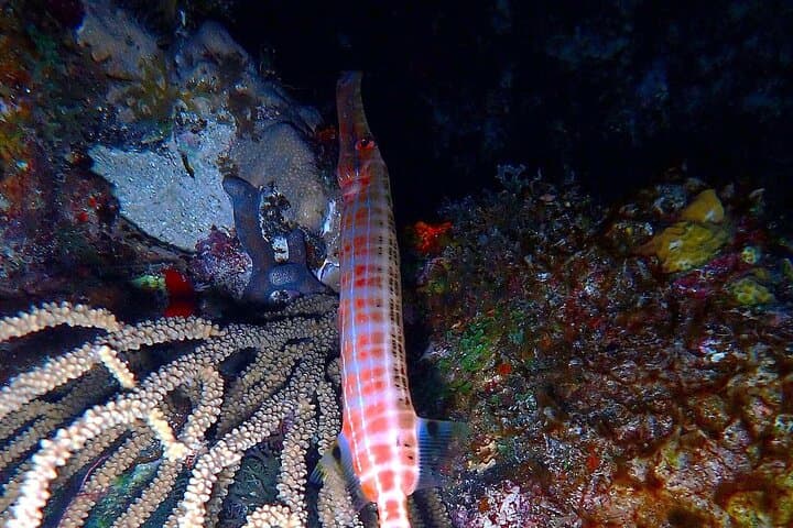 St. Thomas Sunset and Guided Night Snorkel: Marine Life After Dark photo 6