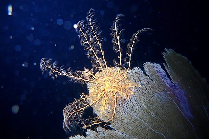 St. Thomas Private Sunset Charter & Night Snorkeling Tour photo 2