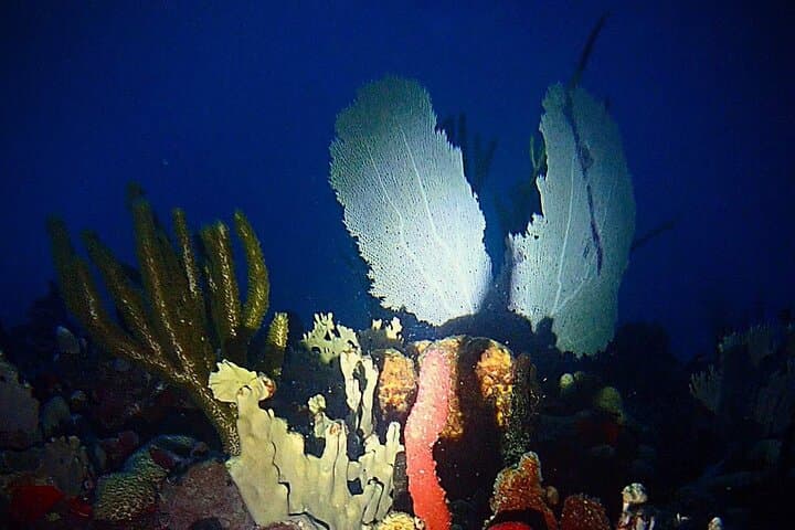 St. Thomas Private Sunset Charter & Night Snorkeling Tour photo 4
