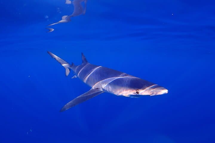 Private SEAfari Full-Day Boat Trip — Snorkel Turtles, Dolphins & Volcanic Coastlines photo 6