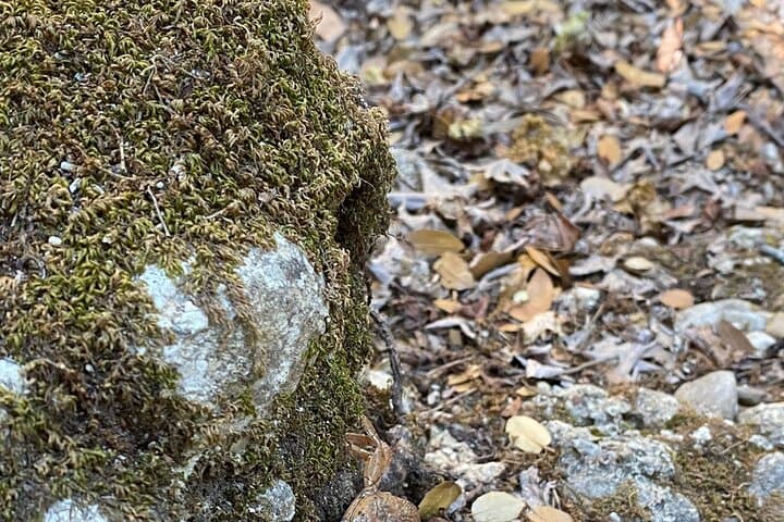 Small-Group Hike to Rhodes' Valley of the Butterflies — When to Go & What to Expect photo 5