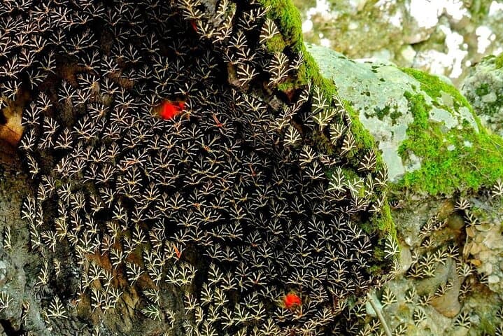 Small-Group Hike to Rhodes' Valley of the Butterflies — When to Go & What to Expect photo 2