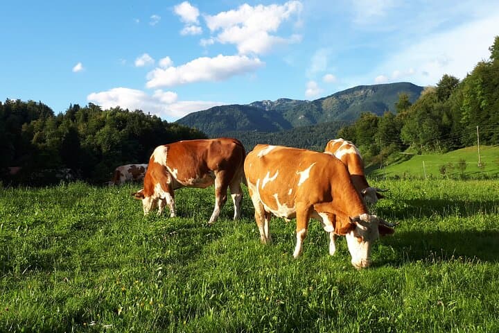 Private Organic Farm and Mammoth Site Tour in Nevlje, Kamnik photo 5
