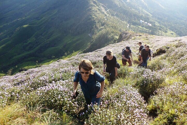 Munnar Half-Day Trek: Tea, Cardamom Trails & Sunrise Breakfast