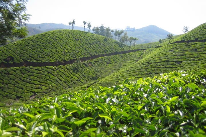 Munnar Half-Day Trek: Tea, Cardamom Trails & Sunrise Breakfast photo 2