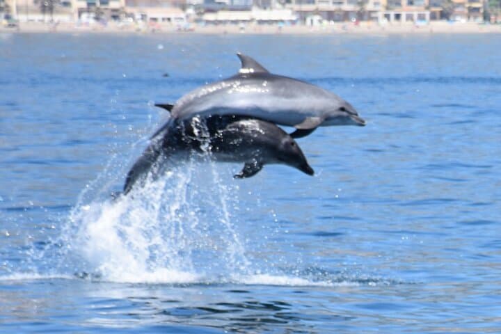Benalmádena Dolphin-Watching Catamaran Tour — 2-Hour Alboran Sea Excursion photo 2