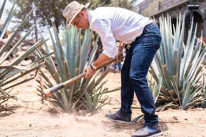 Private Full-Day Tequila Tour to El Castillo: Agave Fields, Tasting & Mirador Swing photo 6