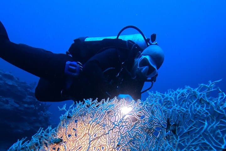 Private Night Dive in Aqaba: Red Sea Nightlife and Coral Reefs