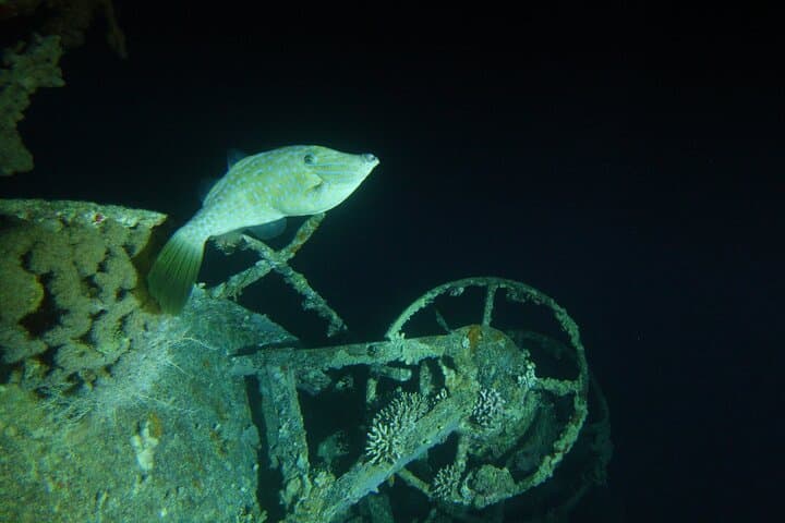 Private Night Dive in Aqaba: Red Sea Nightlife and Coral Reefs photo 2
