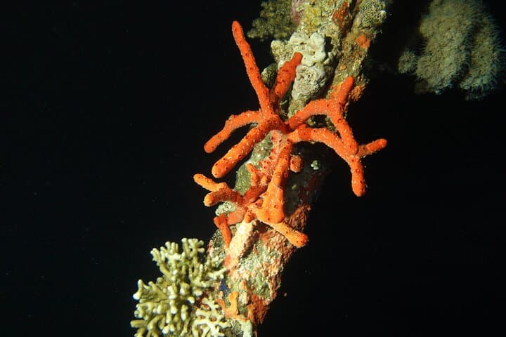 Private Night Dive in Aqaba: Red Sea Nightlife and Coral Reefs photo 4