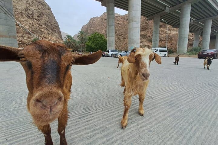 Guided Wadi Shab Hike in Oman: Canyons, Turquoise Pools, and the Waterfall Cave photo 4