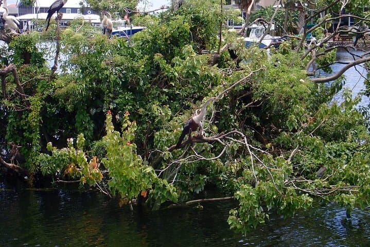 Exploring Kings Bay: River Cruise and Manatee Viewing in Florida's Nature Coast photo 3