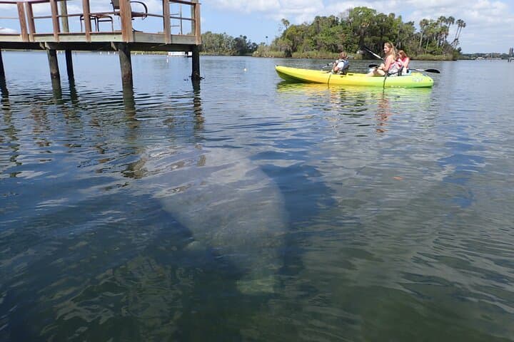 Exploring Kings Bay: River Cruise and Manatee Viewing in Florida's Nature Coast photo 6