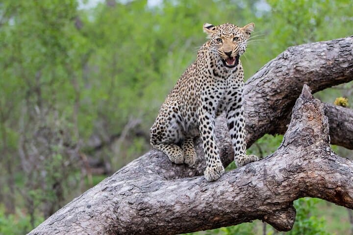 All-Inclusive 2-Day Big Five Kruger Safari from Cape Town