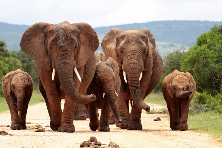 All-Inclusive 2-Day Big Five Kruger Safari from Cape Town photo 2