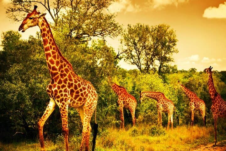 All-Inclusive 2-Day Big Five Kruger Safari from Cape Town photo 3