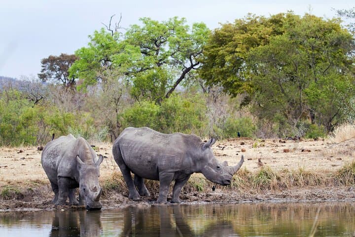 All-Inclusive 2-Day Big Five Kruger Safari from Cape Town photo 4