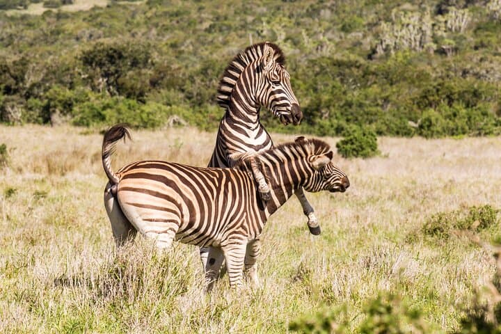 All-Inclusive 2-Day Big Five Kruger Safari from Cape Town photo 5