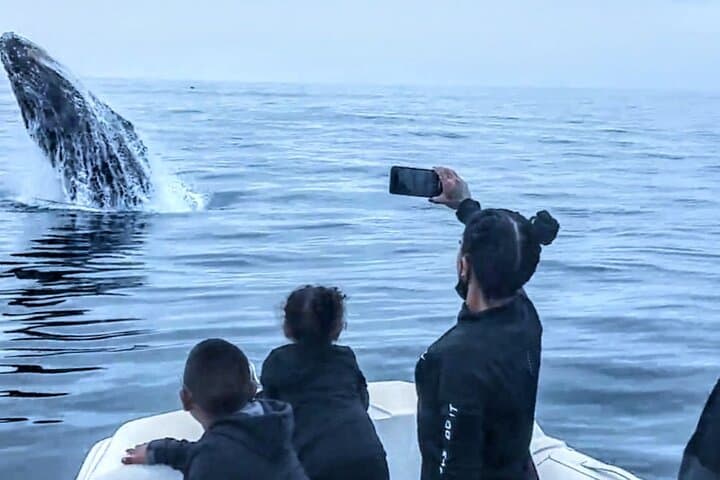High-Speed Private Dolphin and Whale Watching Tour in Newport Beach photo 6