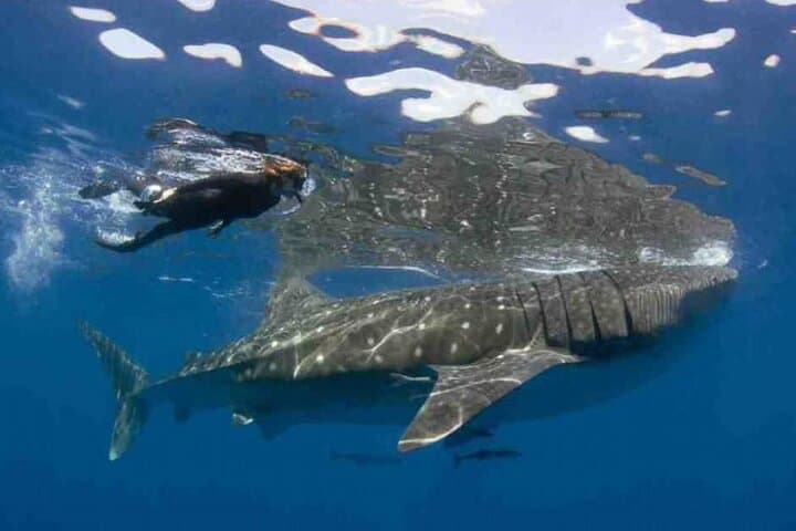 Swim With Whale Sharks From Isla Mujeres — Guided Snorkel Experience