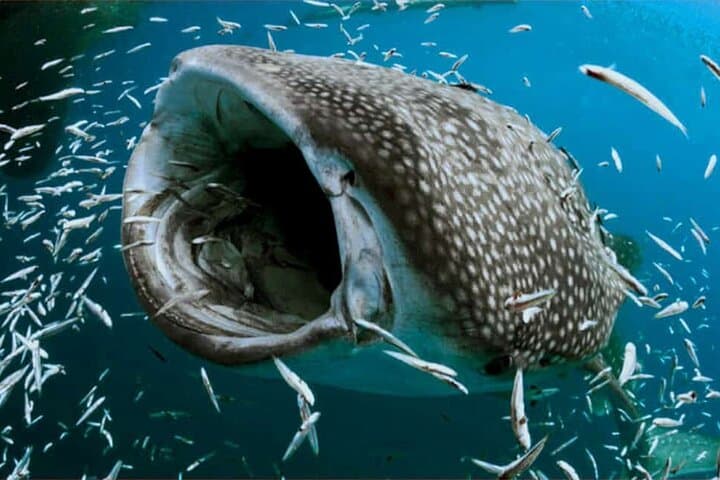 Swim With Whale Sharks From Isla Mujeres — Guided Snorkel Experience photo 2