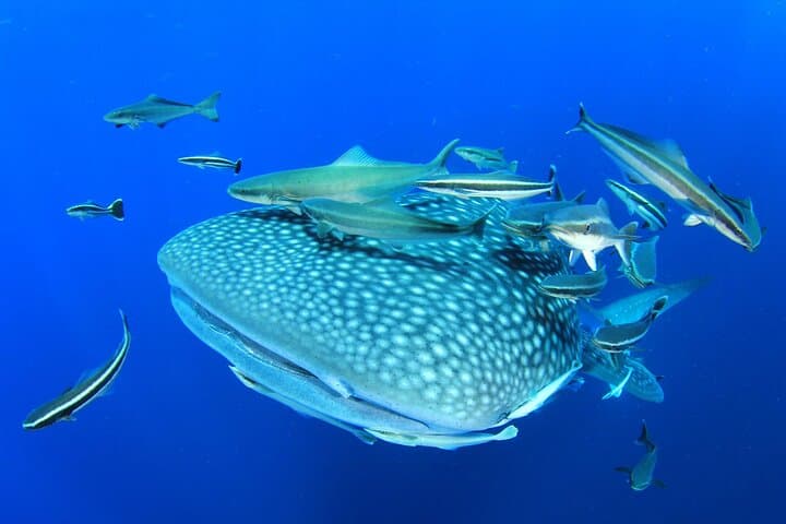 Swim With Whale Sharks From Isla Mujeres — Guided Snorkel Experience photo 3