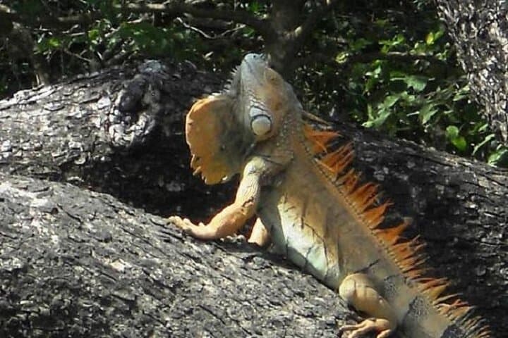 Palo Verde National Park Full-Day Private Tour: Tempisque River Boat Safari & Wildlife photo 5