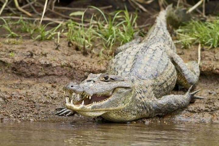 Palo Verde National Park Full-Day Private Tour: Tempisque River Boat Safari & Wildlife photo 6