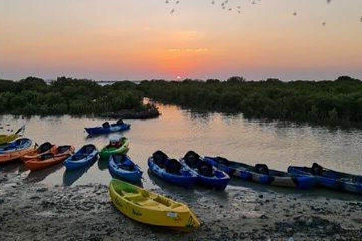 Kayaking the Al Thakira Mangroves: 1-Hour Wildlife Paddle from Doha photo 5