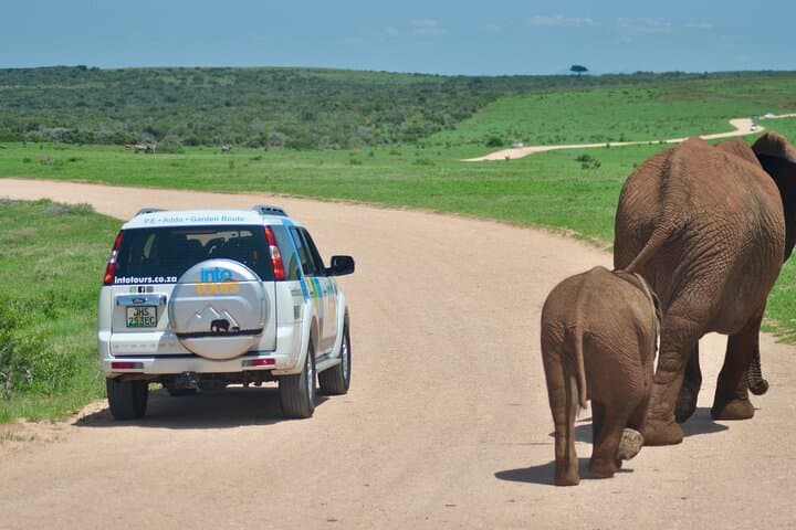 Addo Elephant Day Safari — Shore Excursion From Port Elizabeth (Gqeberha) photo 6