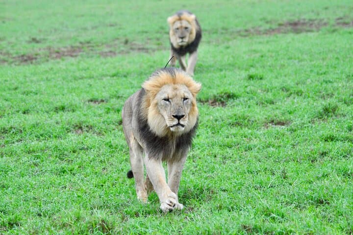 Addo Elephant Day Safari — Shore Excursion From Port Elizabeth (Gqeberha) photo 3