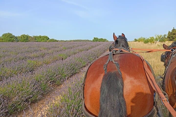 Horse-Drawn Carriage Rides in the Heart of the Luberon, Gordes