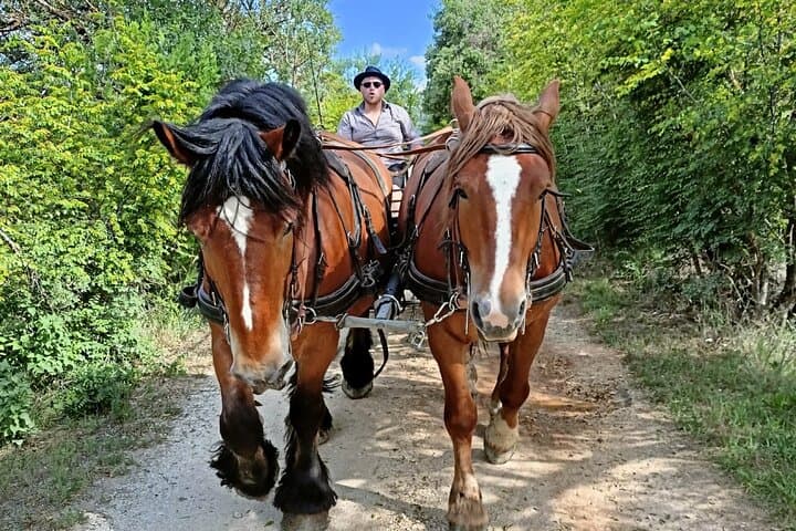 Horse-Drawn Carriage Rides in the Heart of the Luberon, Gordes photo 2