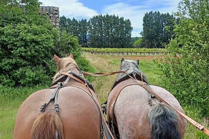 Horse-Drawn Carriage Rides in the Heart of the Luberon, Gordes photo 3